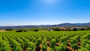 Experience the vibrant clarksburg ca weather with picturesque vineyards and rolling hills under a clear blue sky.